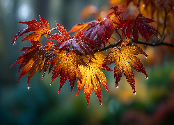 Klon, Liście, Krople, Grafika AI