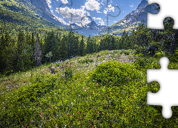 Góry, Drzewa, Kwiaty, Rośliny, Park Narodowy Glacier, Montana, Stany Zjednoczone