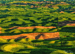 Stany Zjednoczone, Stan Waszyngton, Palouse, Wzgórza, Pola, Łąki