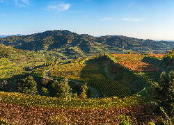 Góry, Wzgórza, Droga, Pola, Winnice, Drzewa, Vogtsburg Kaiserstuhl, Niemcy