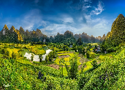 Wietnam, Prowincja Cao Bang, Phong Nam, Góry, Pola, Ryżowe, Drzewa