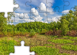 Las, Zielone, Drzewa, Polana, Trawa