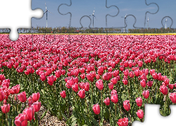 Pole, Tulipany, Wiatraki