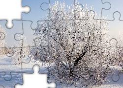 Zima, Drzewa, Krzewy