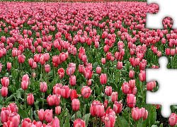 Kwiaty, Pole, Tulipany