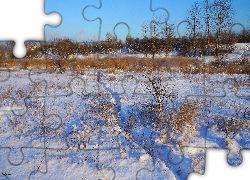 Zima, Śnieg, Ścieżka, Uschnięte, Rośliny