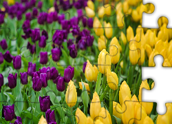 Tulipany, Żółte, Fioletowe