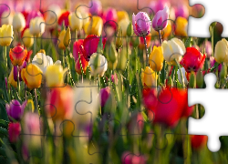 Kolorowe, Tulipany, Rozmycie