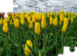 Żółte, Tulipany, Pole, Chmury