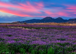 Stany Zjednoczone, Arizona, Prescott Valley, Kwiaty, Łąka, Wzgórza Łąka