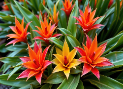 Kwiaty, Kolorowe, Bromelie, Liście, Rośliny