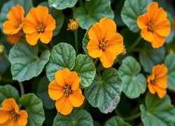 Pomarańczowe, Kwiaty, Zielone, Listki, Zbliżenie