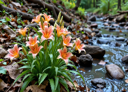 Pomarańczowe, Lilie, Strumyk, Kamienie