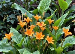 Pomarańczowe, Lilie, Duże, Liście