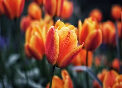 Pomarańczowo-żółte, Tulipany, Zbliżenie