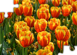 Pomarańczowo-żółte, Tulipany