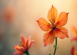 Pomarańczowy, Rozkwinięty, Kwiat