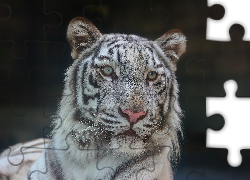 Biały, Tygrys, Portret