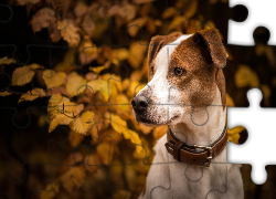 Obroża, Pies, Liście