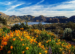 Kwiaty, Pozłotki kalifornijskie, Kaktusy, Jezioro Bartllet, Góry, Arizona, Stany Zjednoczone