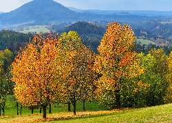 Jesień, Drzewa, Liście, Góry