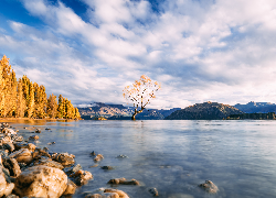 Jesień, Jezioro Wanaka, Góry, Pożółkłe, Drzewa, Kamienie, Drzewo Wanaka, Wyspa Południowa, Regionie Otago, Nowa Zelandia