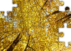 Jesień, Żółte, Liście, Drzewa, Gałęzie