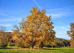 Jesień, Drzewo, Klon