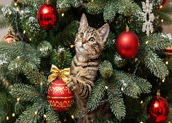 Pręgowany, Kot, Świerkowe, Gałązki, Bombki, Boże Narodzenie
