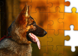 Pies, Owczarek niemiecki, Profil, Język, Grafika