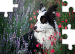 Pies, Border collie, Łąka, Kwiaty