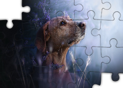 Pies, Mordka, Lawenda, Rozmyte, Tło