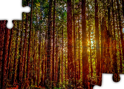Stany Zjednoczone, Stan Kalifornia, Park Narodowy Redwood, Drzewa, Promienie słońca
