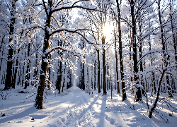 Zima, Ośnieżone, Drzewa, Zaśnieżona, Droga, Las, Grafika AI