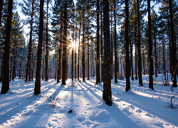 Las, Sosnowy, Drzewa, Śnieg, Promienie słońca