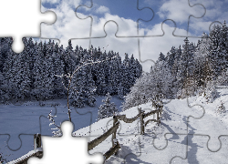 Zima, Drzewa, Ogrodzenie, Śnieg