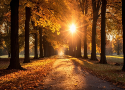 Jesień, Drzewa, Park, Promienie słońca, Aleja