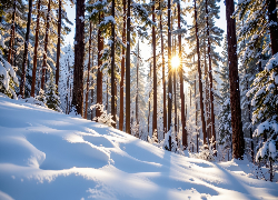 Zima, Zbocze, Drzewa, Las, Słońce, Grafika AI