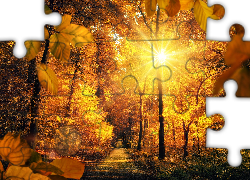Jesień, Liście, Park, Drzewa, Promienie słońca