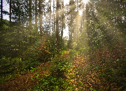 Drzewa, Las, Promienie słońca, Ścieżka