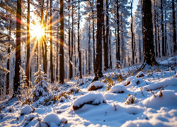 Zima, Las, Promienie słońca, Ośnieżone, Rośliny, Drzewa