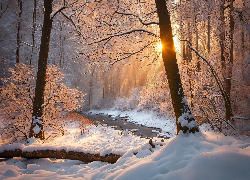 Zima, Las, Przebijające światło, Strumień, Drzewa