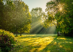 Park, Łąka, Zielone, Drzewa, Przebijające światło