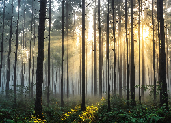 Las, Drzewa, Paprocie, Mgła, Przebijające światło