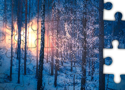 Las, Zima, Drzewa, Oszronione, Przebijające światło