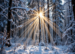 Zima, Las, Przebijające światło, Śnieg, Rośliny, Drzewa