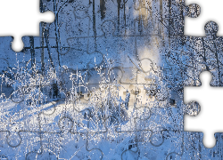 Zima, Las, Drzewa, Rośliny, Śnieg, Przebijające, Światło