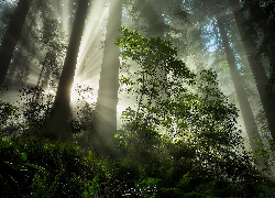 Stany Zjednoczone, Kalifornia, Park Narodowy Redwood, Drzewa, Rododendron, Przebijające światło