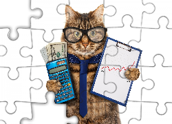 Śmieszne, Kot, Pieniądze, Kalkulator, Notatnik, Krawat, Okulary