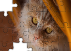 Rudy, Kot, Pyszczek, Oczy